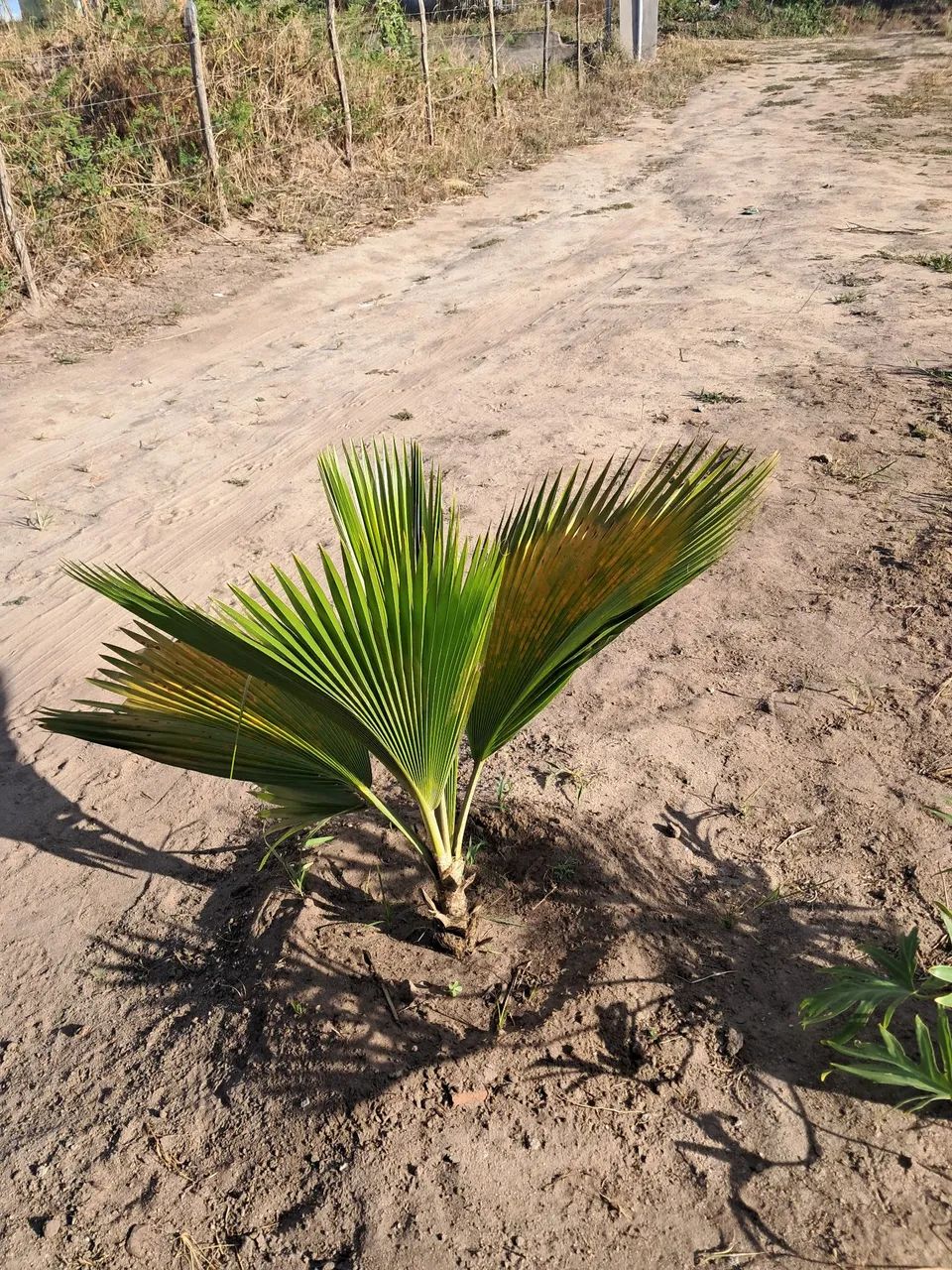 PLANTAS DIVERSAS  - Foto 3