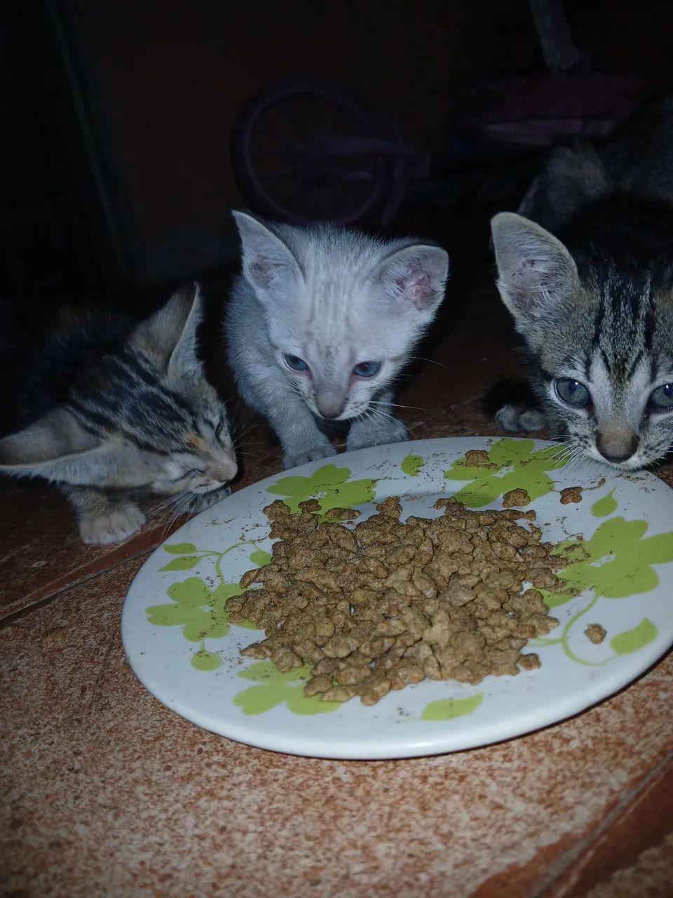 Doação Gatinhos - Foto 4