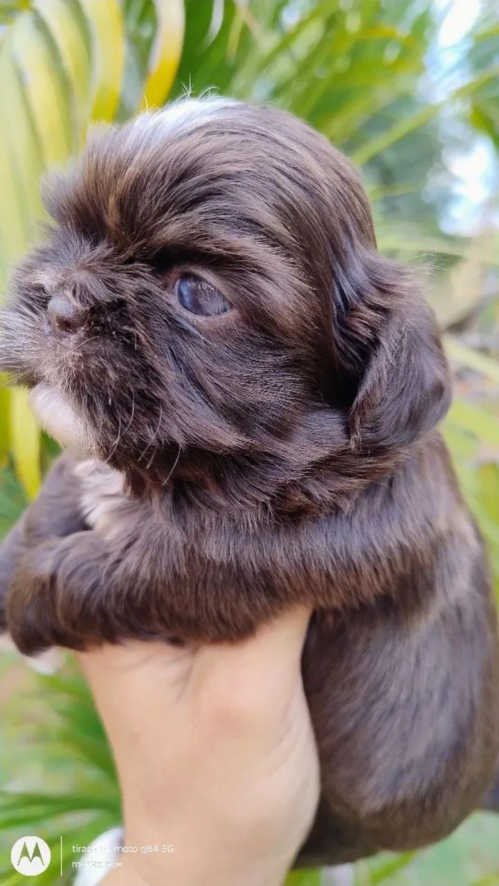 Cachorro 