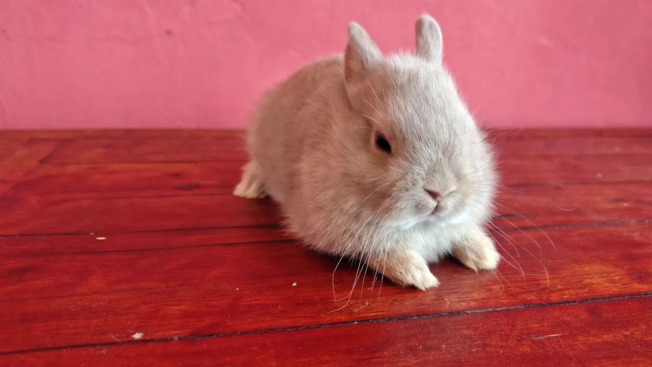 Coelho Anão Netherland  - Foto 3