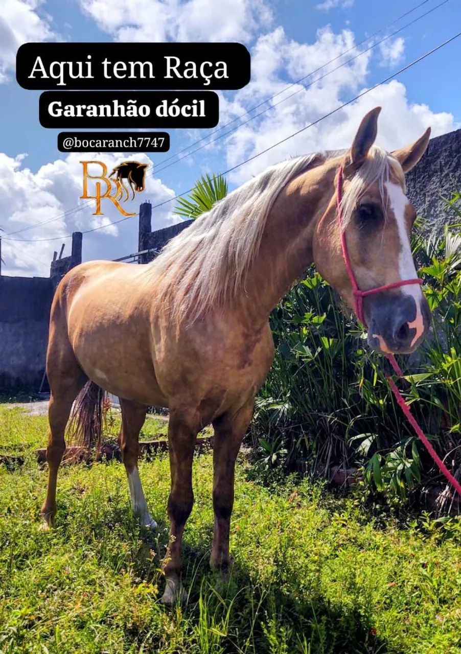 Cavalo  - Foto 4