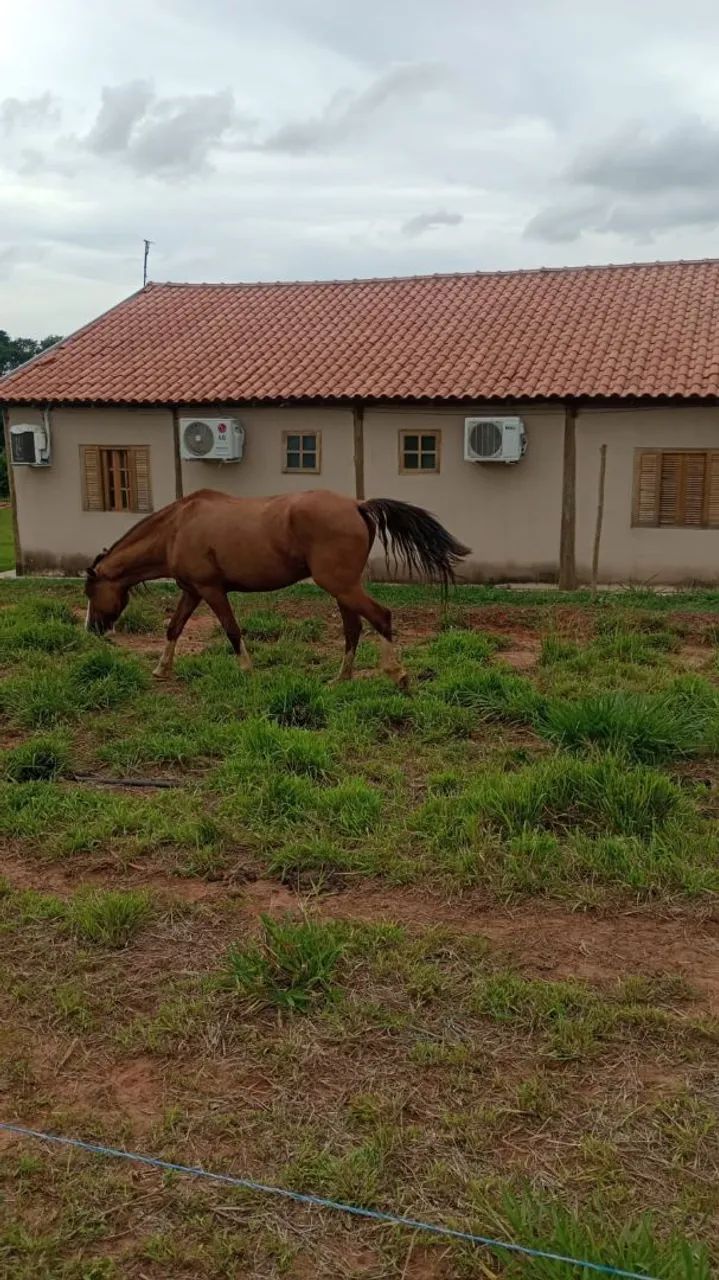 Cavalo Crioulo - Foto 2