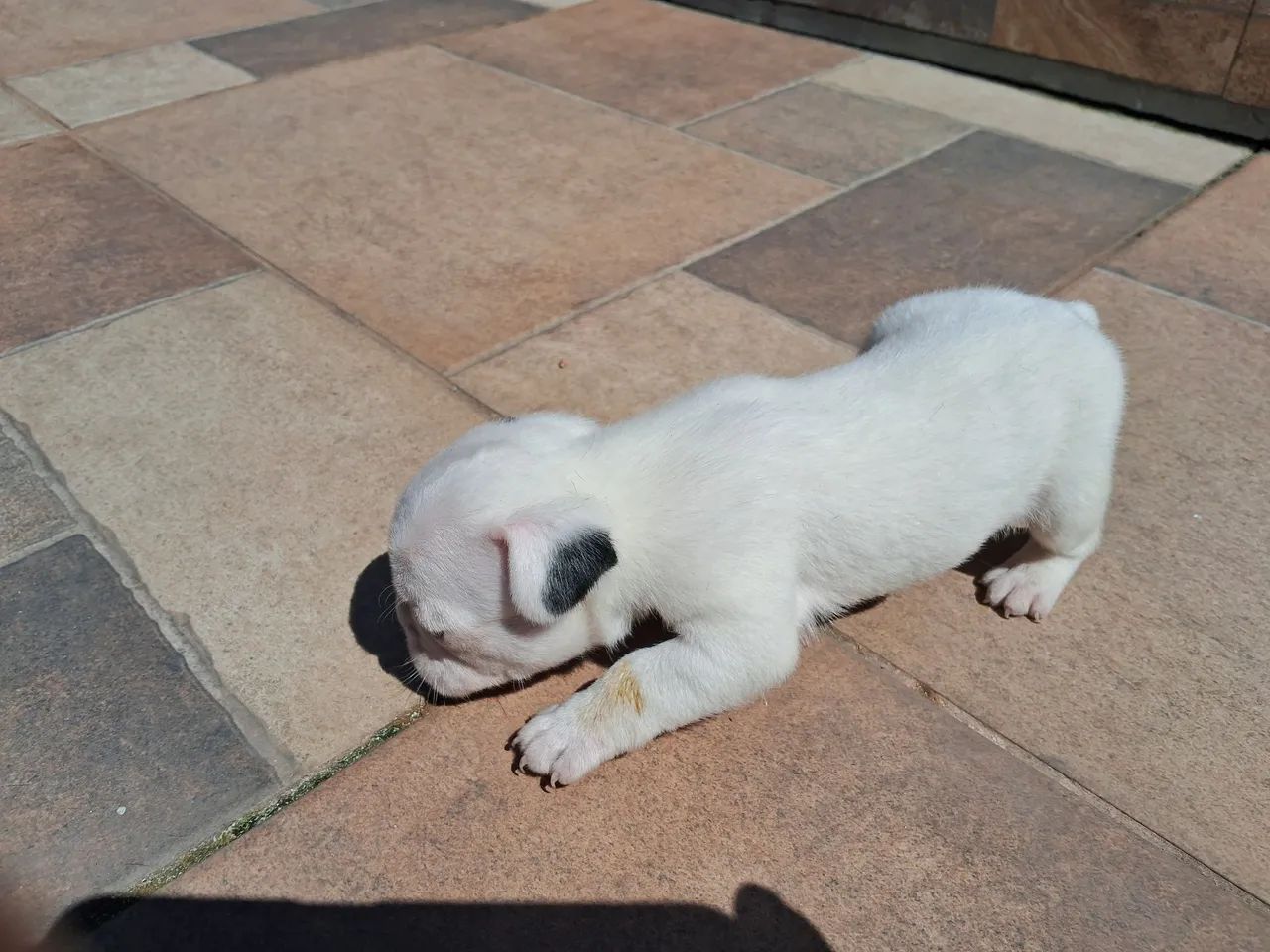 Filhotes buldogue francês  - Foto 3
