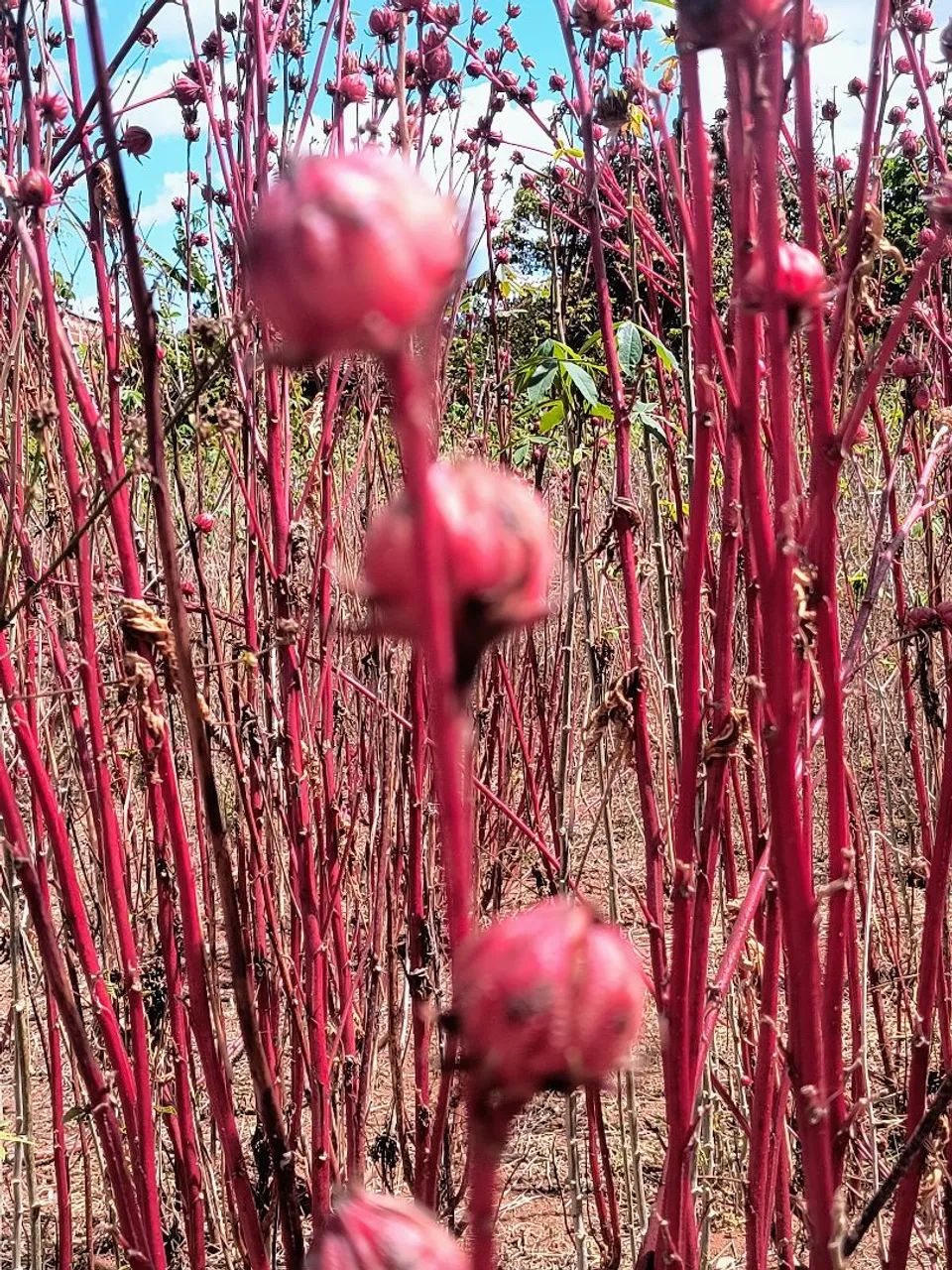 Vinagreira 