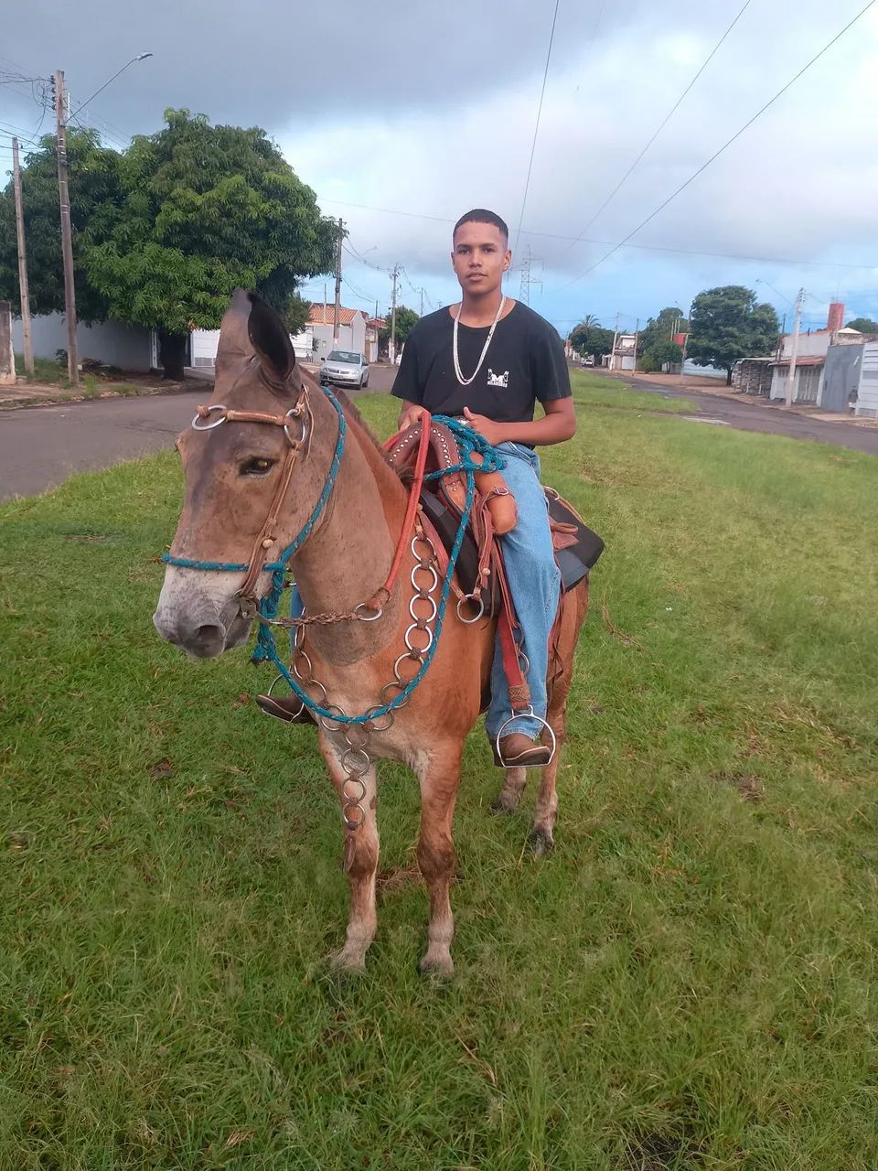 Burro manso para qualquer cavaleiro! - Foto 2