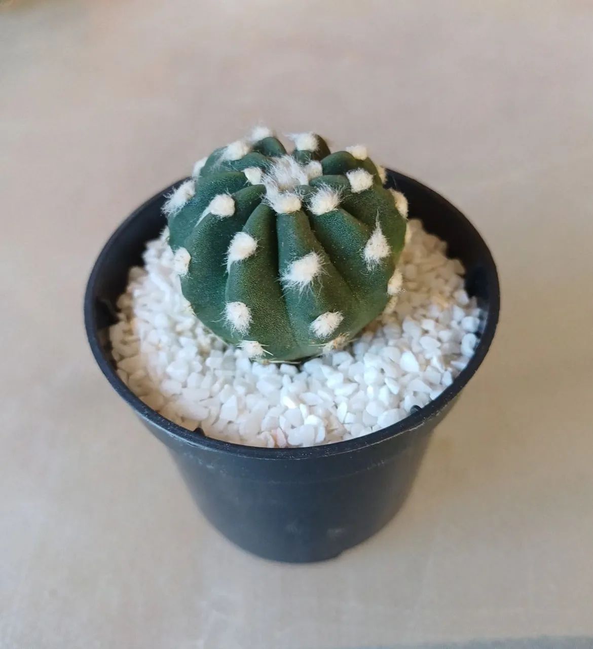 Cactos para lembrancinhas - Foto 2