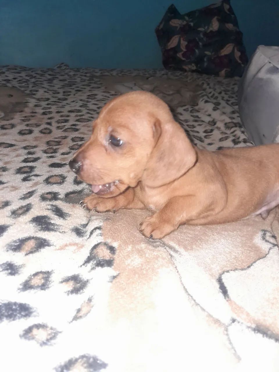 Vendo esse cachorro  - Foto 3