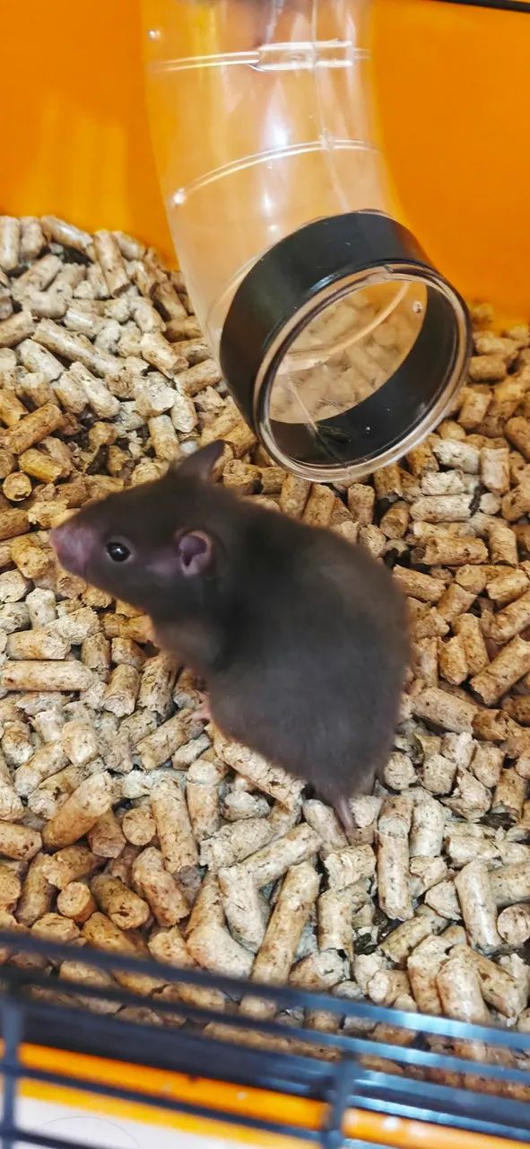 Hamster - Foto 3