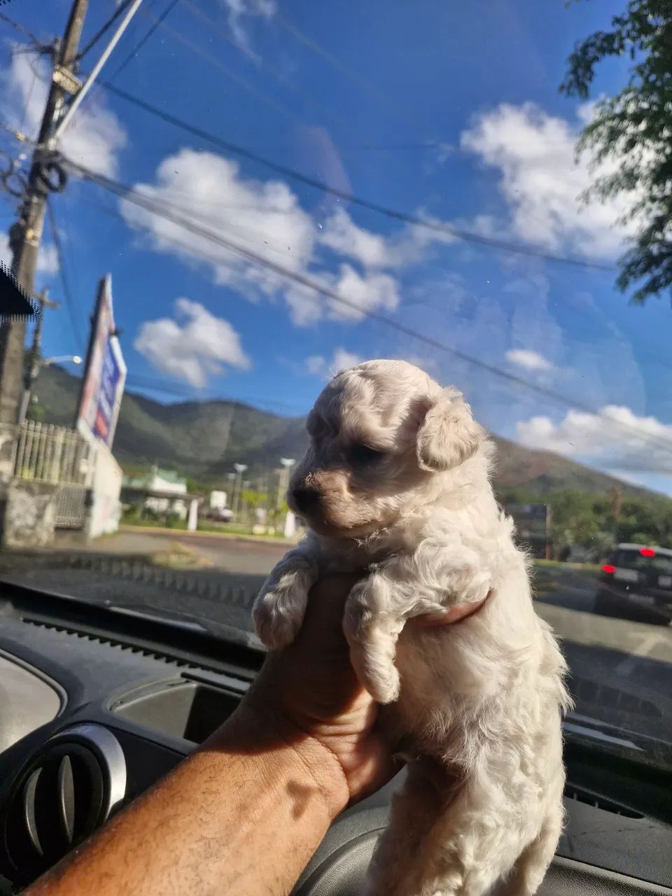 Poodle toy macho