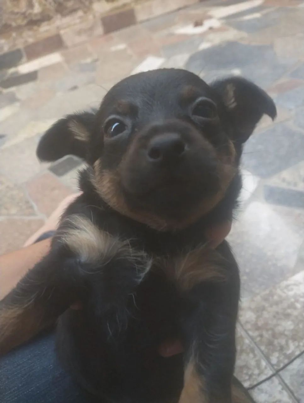 Filhotinho Pinscher. - Foto 3