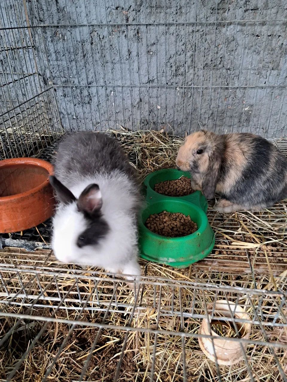 Lindos filhotes de coelhos  - Foto 2