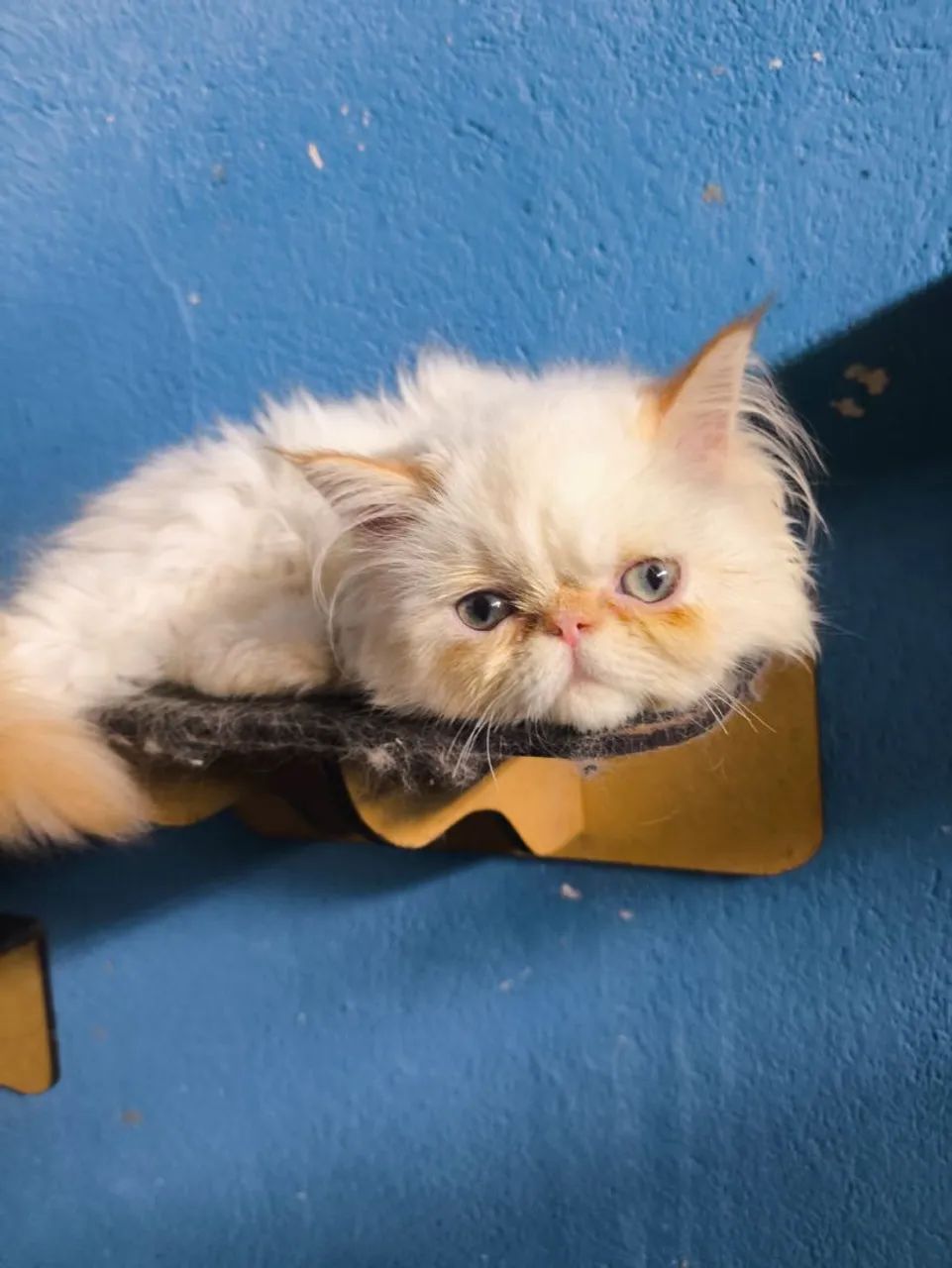 Filhotes persas  - Foto 2