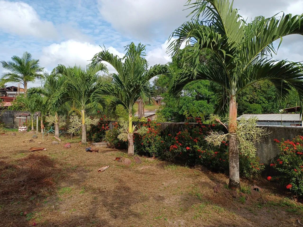 Vendo terreno no município de Ferreira Gomes  - Foto 3