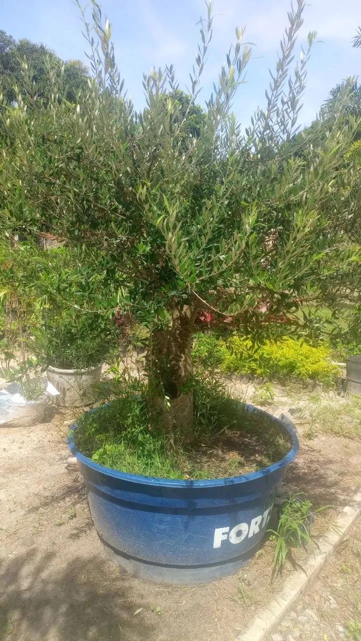 Oliveiras  - Foto 3