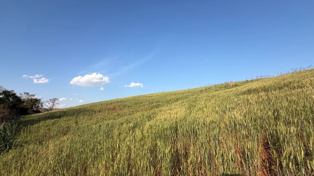 Sítio 10,5 Alqueires - Terra Roxa - 23 km de Campo Mourão - Foto 4