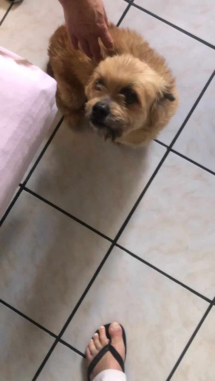 Estou doando este cachorro chipisao  - Foto 3