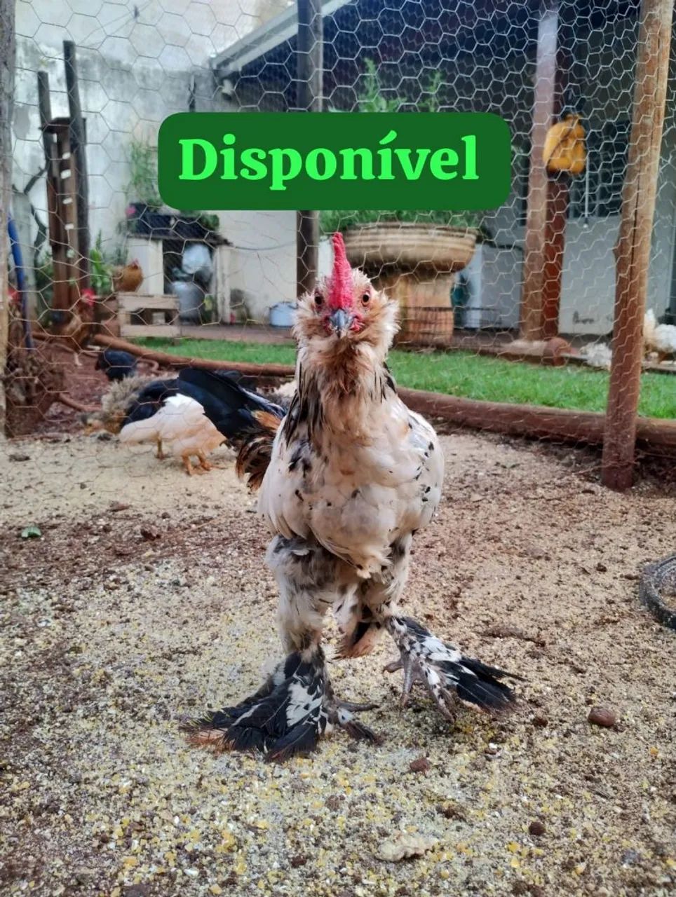 Vende-se galo índio mura  - Foto 5