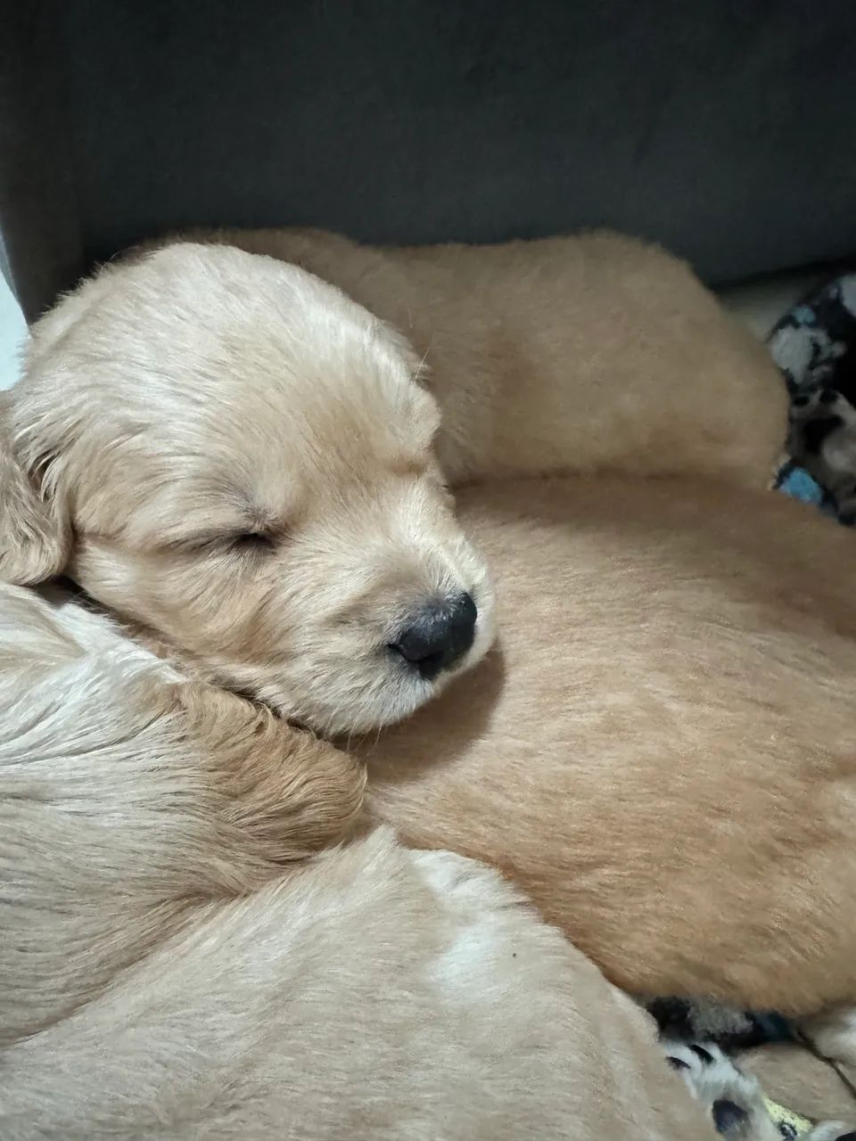 Goldens  - Foto 4