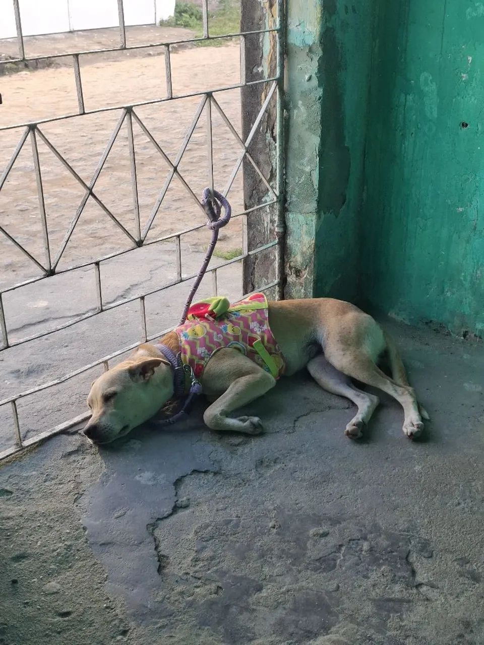 Doação de cachorrinha - Foto 3