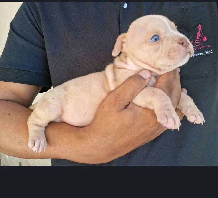 American Bully  - Foto 3