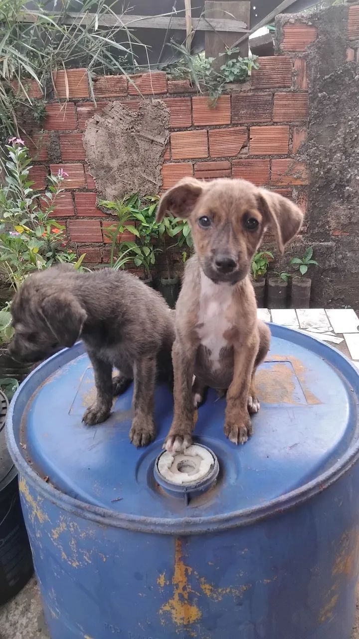 Doação  - Foto 2
