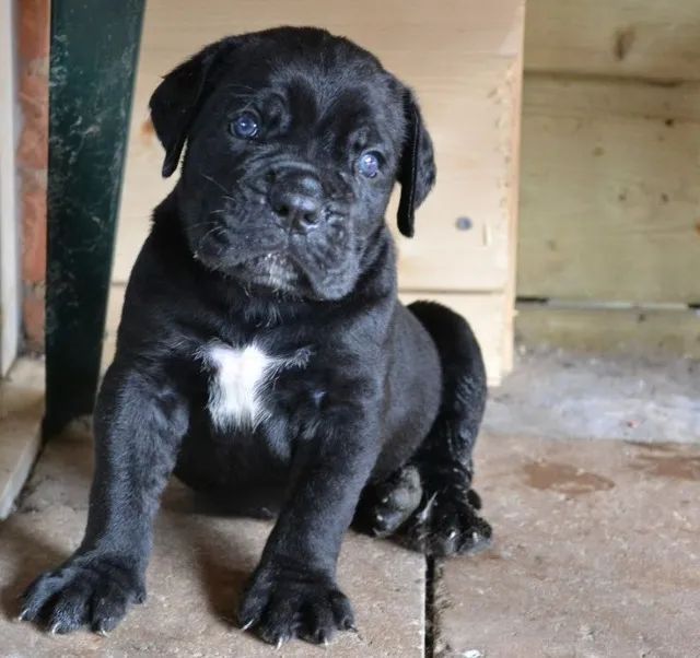 Cane Corso Machos e Femeas  - Foto 2