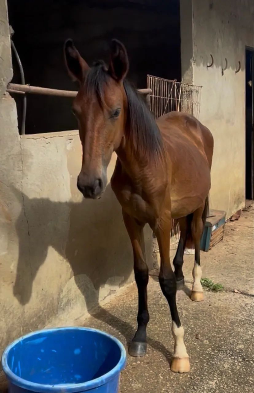 Cavalo garanhão , égua prenha e potro Campolina - registrados e filhos de campeões  - Foto 5