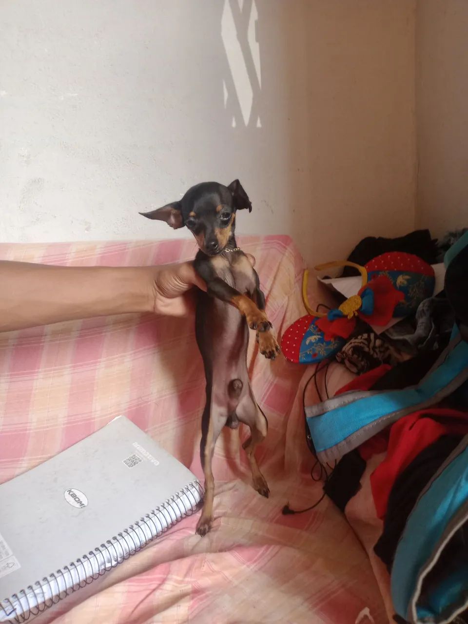 Pincher procura-se namorada! - Foto 3