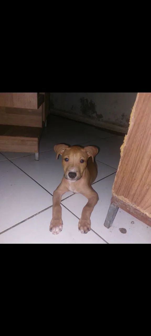 CADELA DE PITBULL BLACK COM RED NOSE  - Foto 2