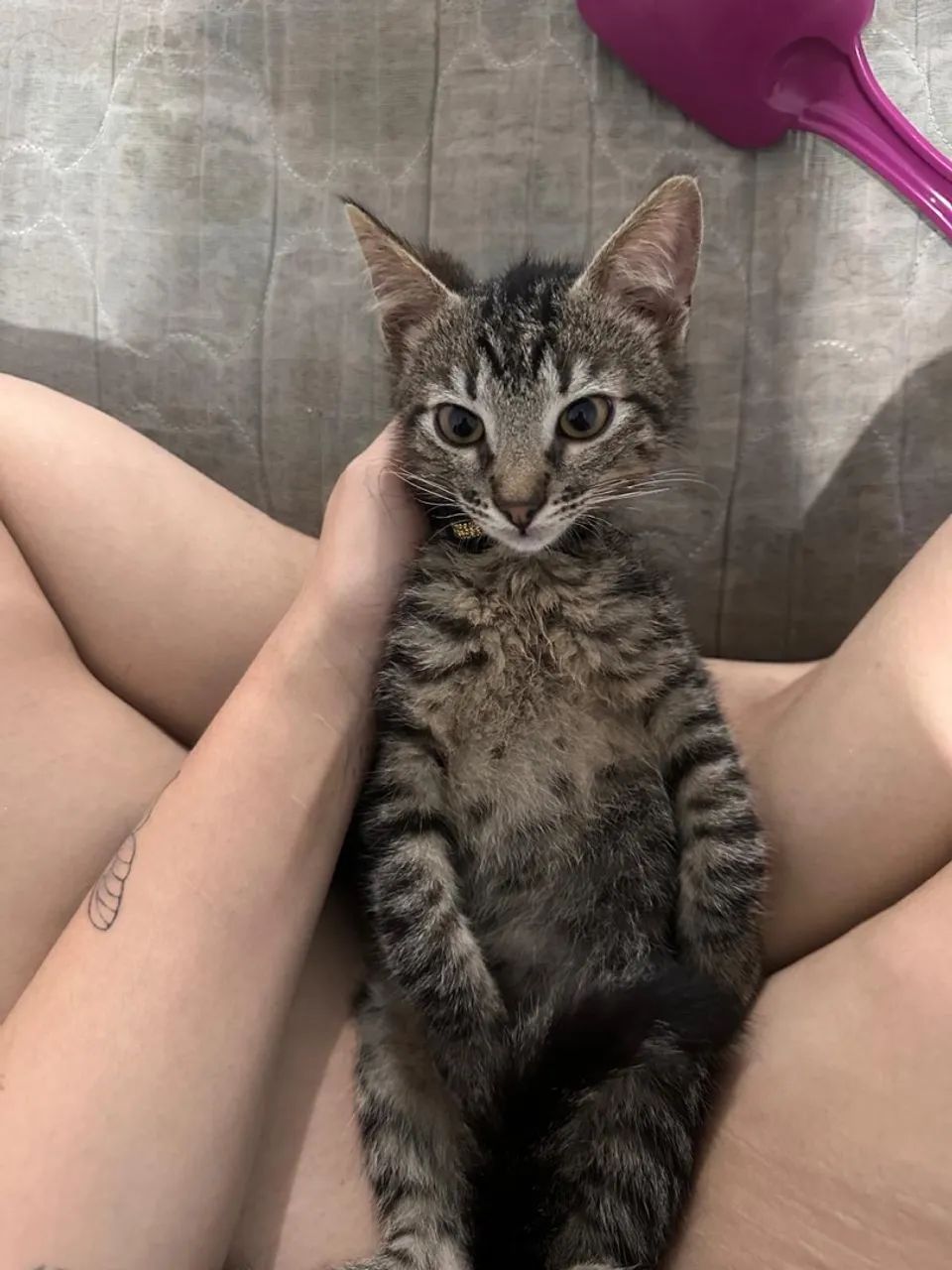 Gatinho filhote  - Foto 3