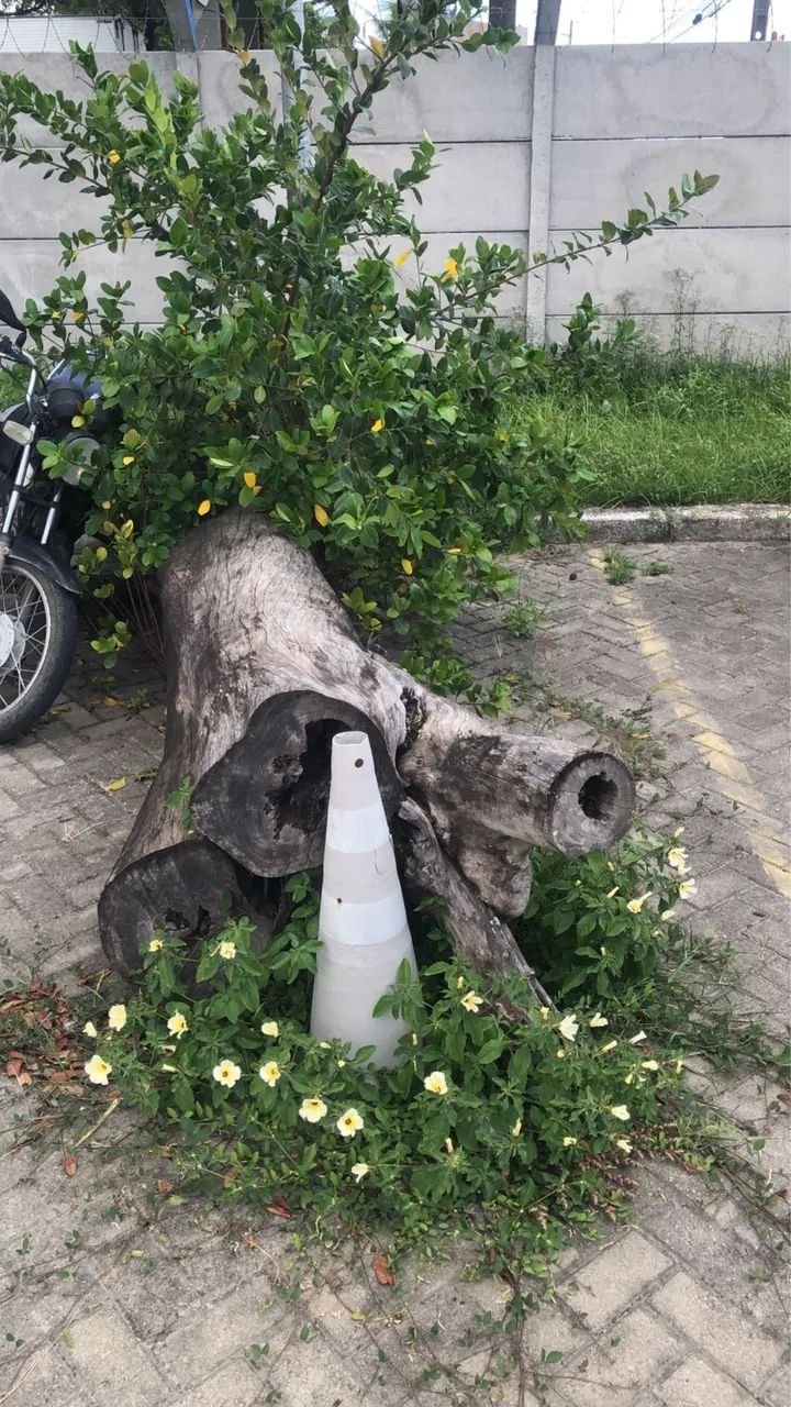 SERVIÇO DE CAPINAÇÃO E POLDAGEM  - Foto 5