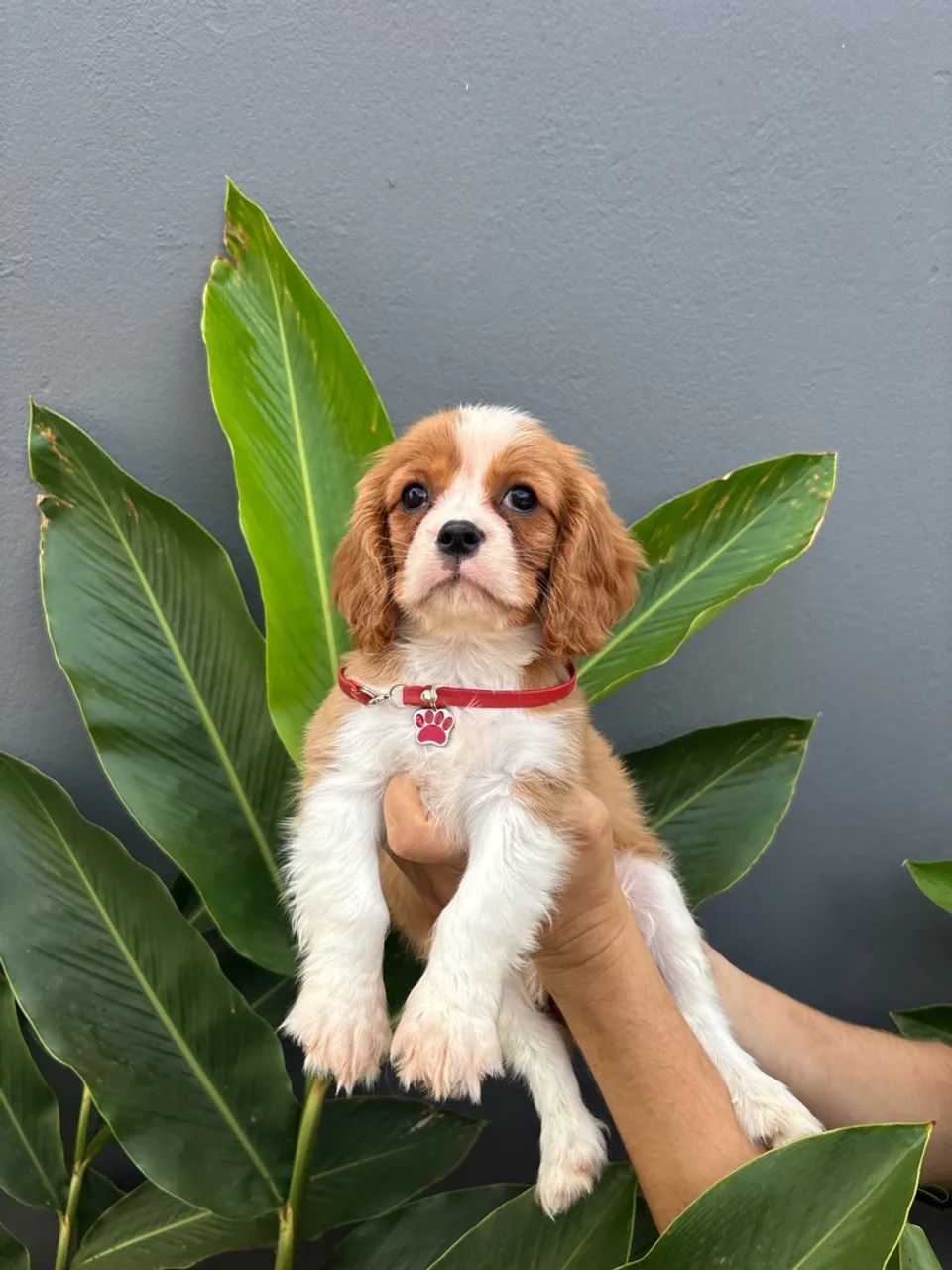 Cavalier king 