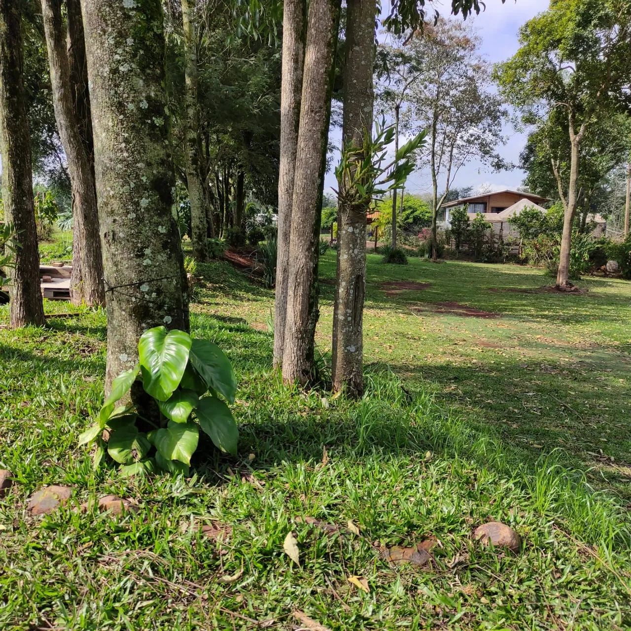 TERRENO EM CHÁCARA A 11 KM DO CENTRO DE CASCAVEL - PR ?<br> - Foto 3