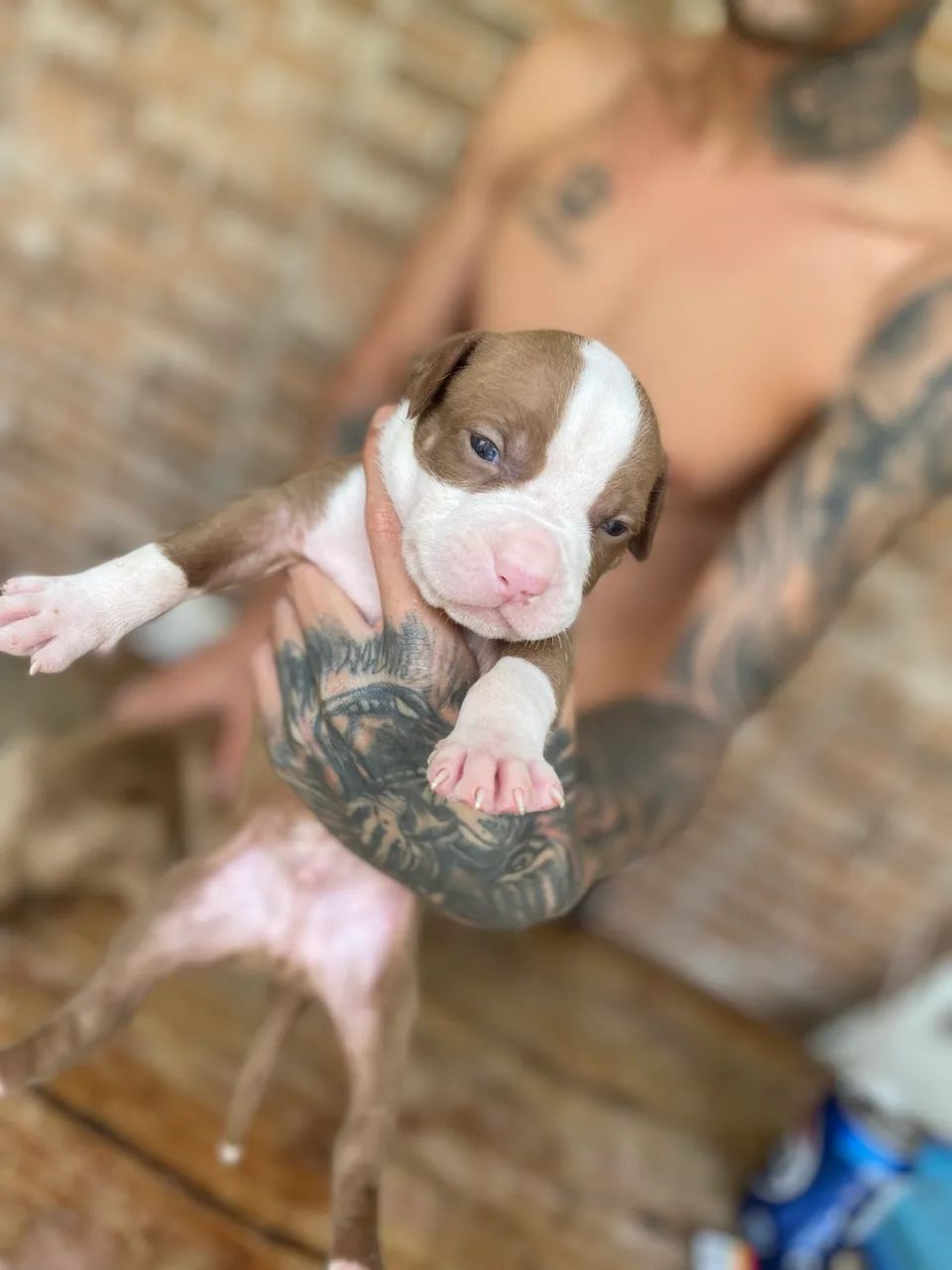 Cachorro pitbull Red nose - Foto 2