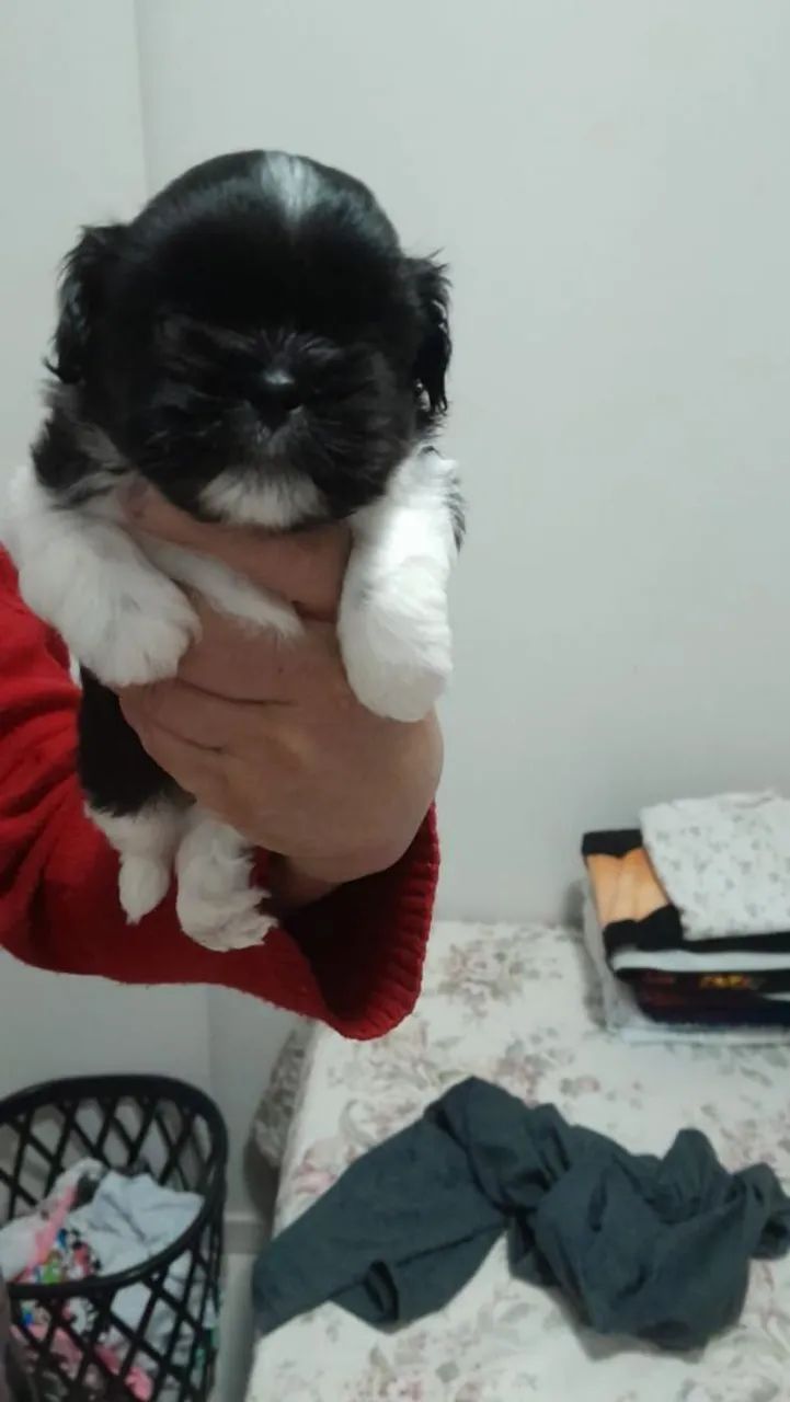 Vendo shitzu - Foto 2