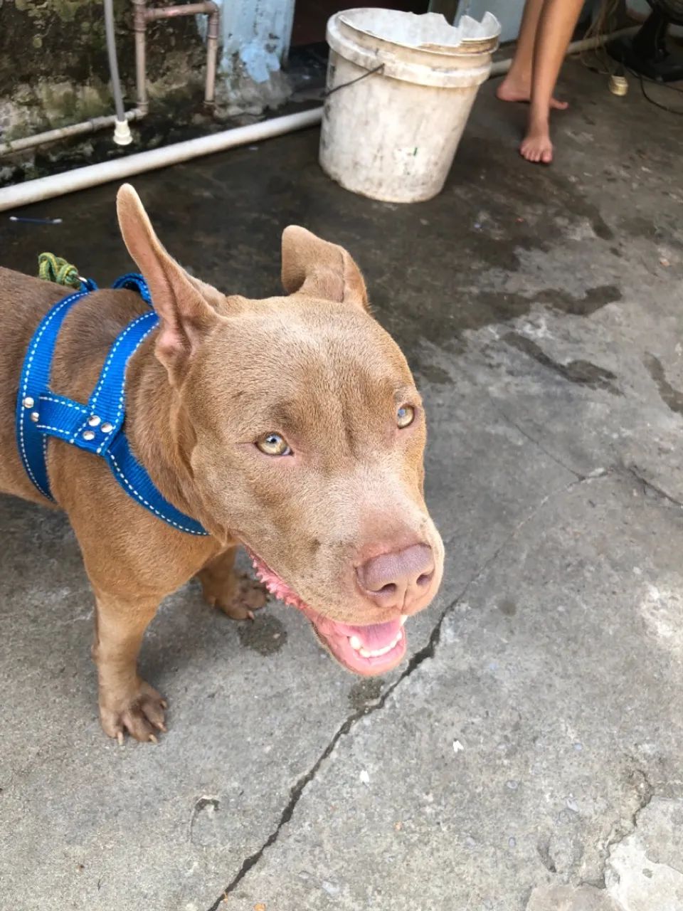 Cachorro pit monster