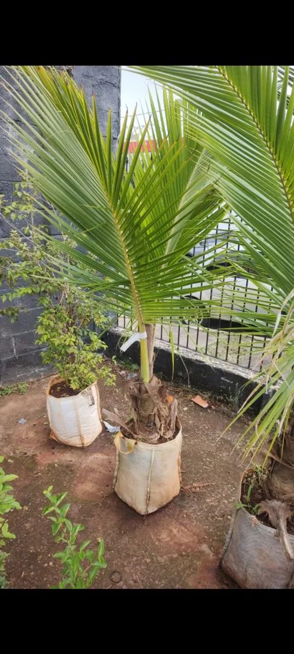 Coqueiro anão  - Foto 2