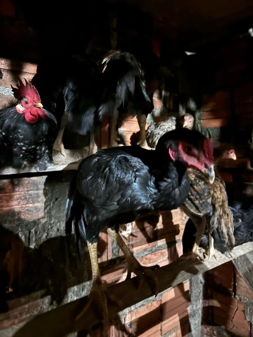 Frango indiano - Foto 2