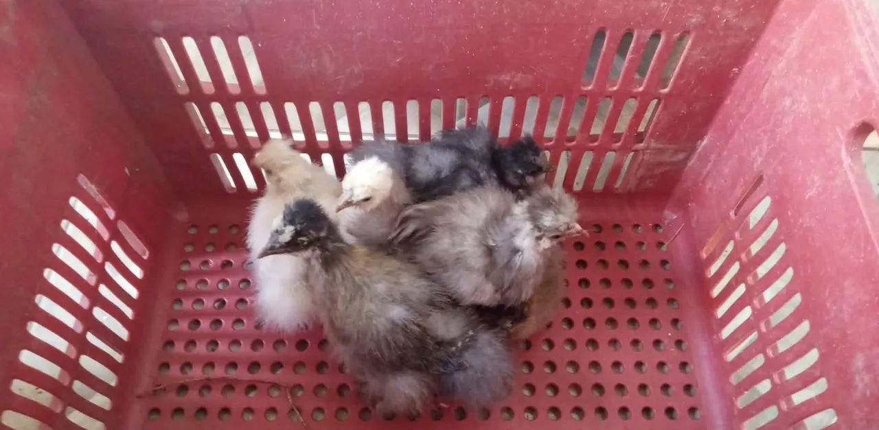 Pintinho sedosa do japao  - Foto 2