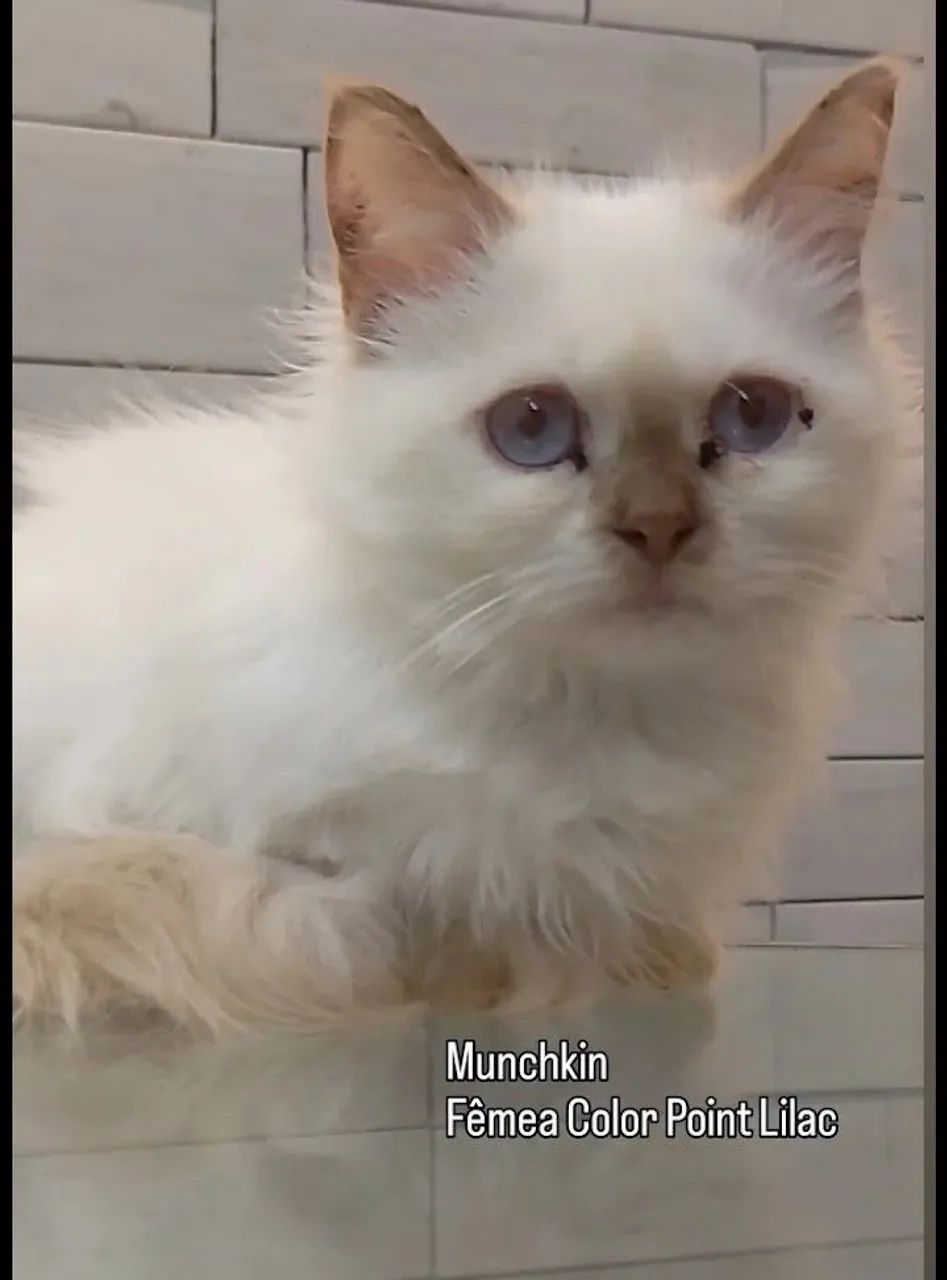 Munchking patas curtas - Foto 3