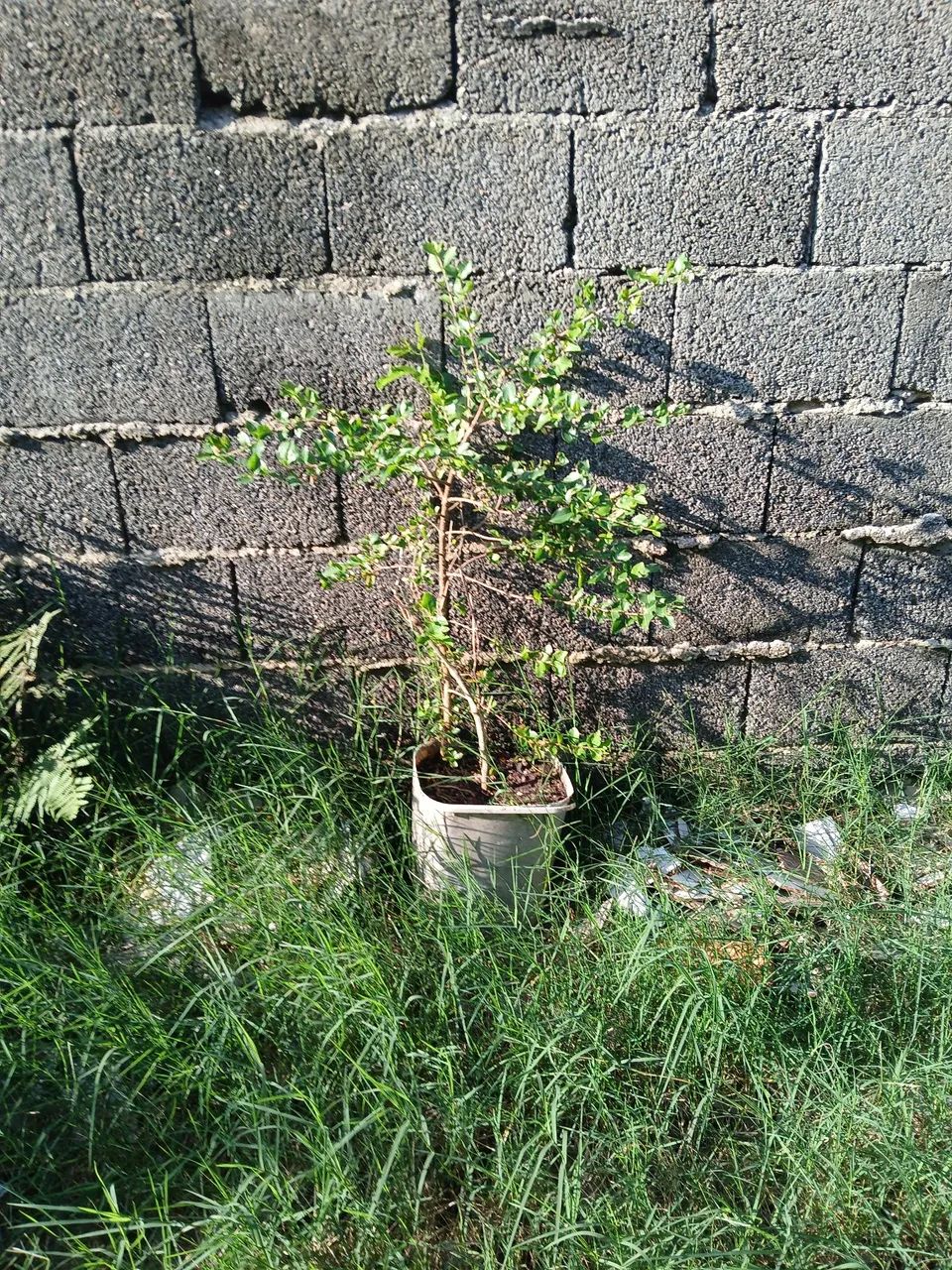 Muda de frutíferas  - Foto 5