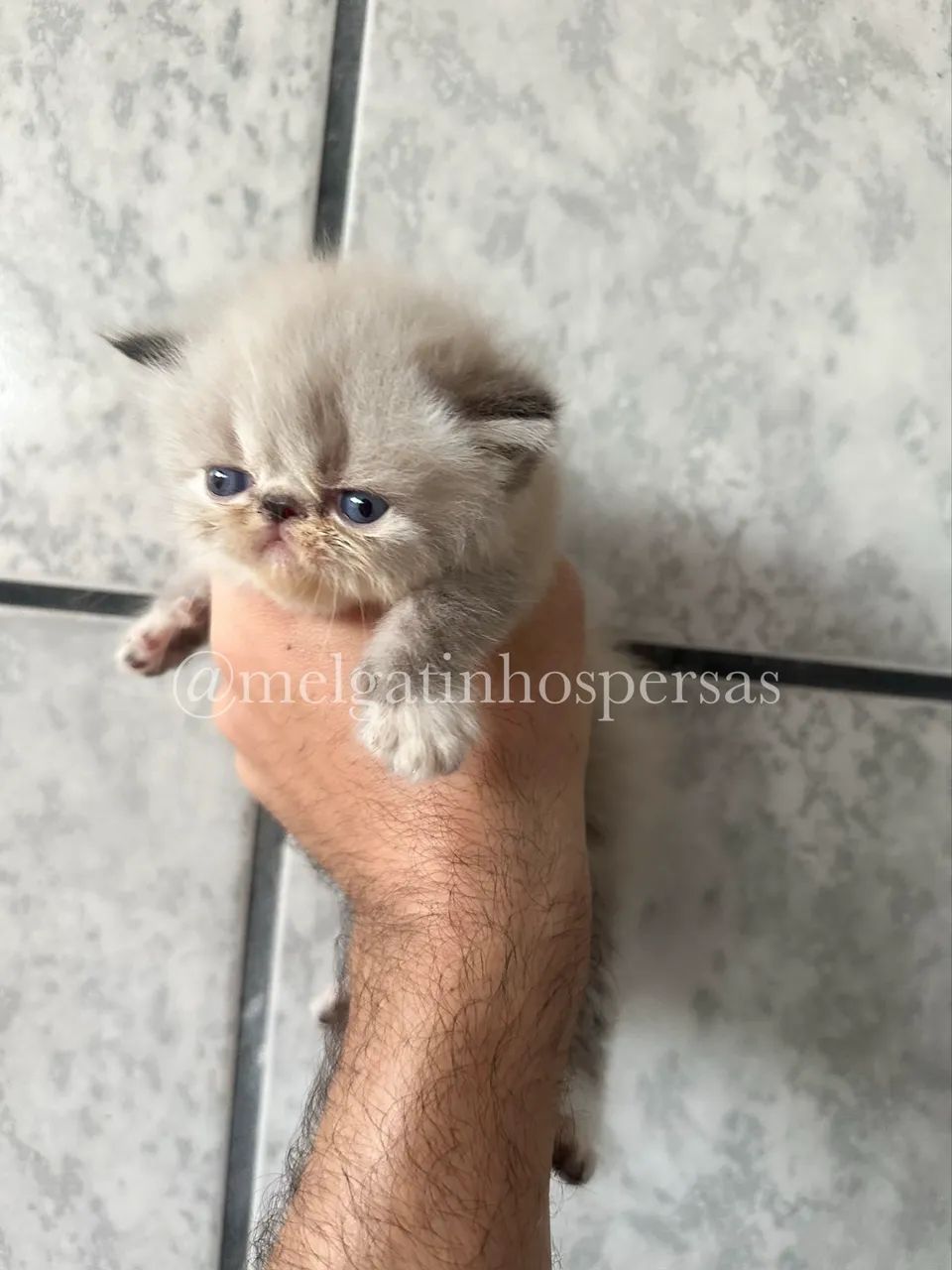 Gatos Persas - Filhotes  - Foto 4