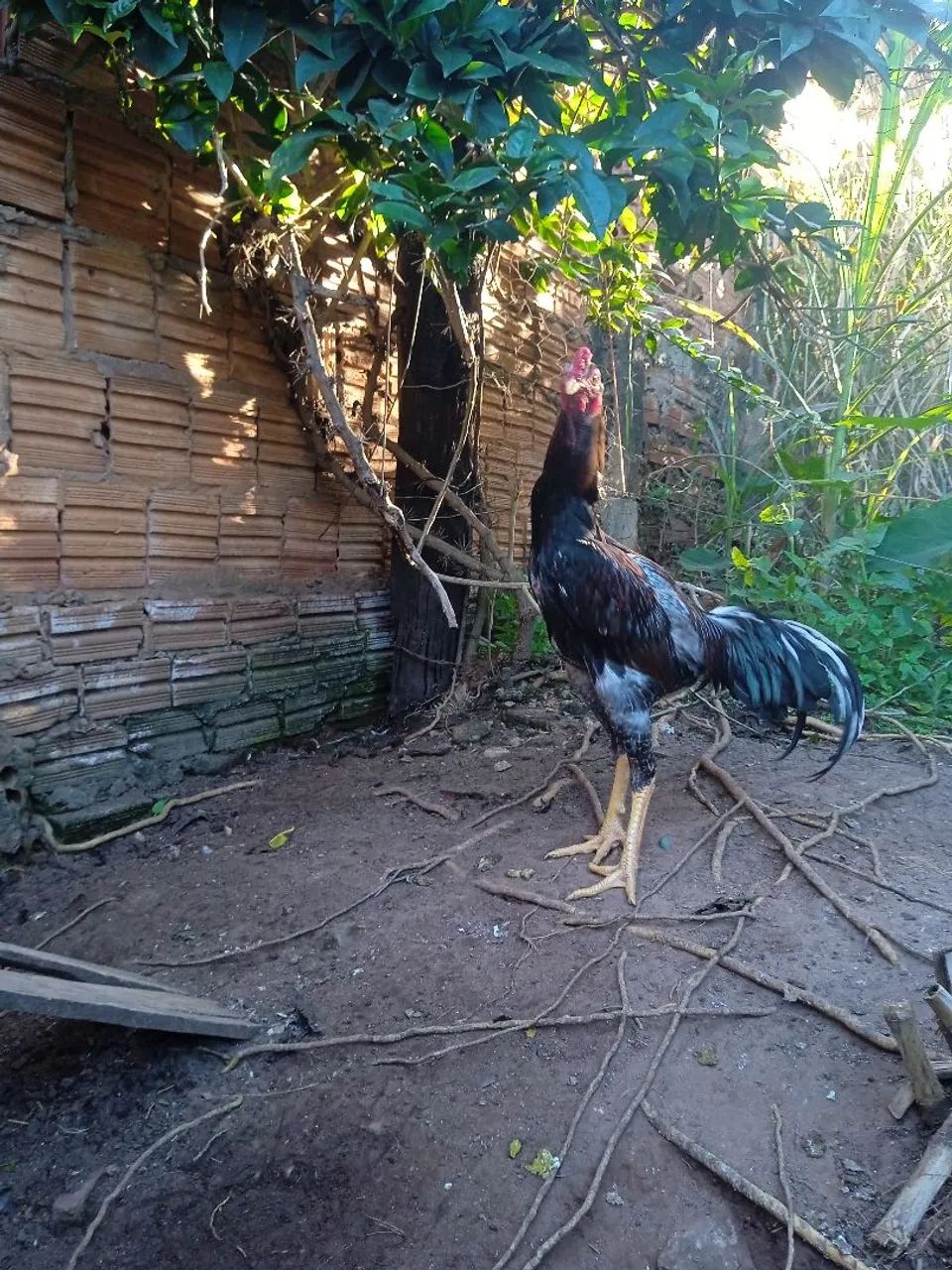 Galo - Foto 2