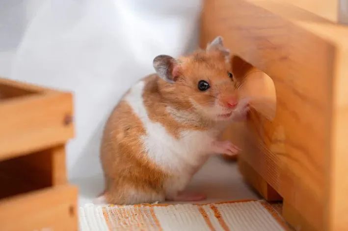 Vende-se hamster sirio. - Foto 4