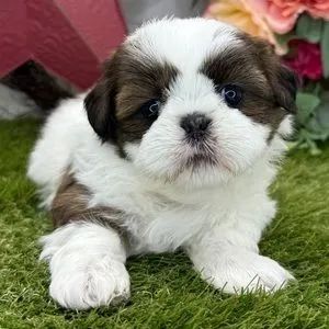 shih tzu bem pequenos - Foto 4