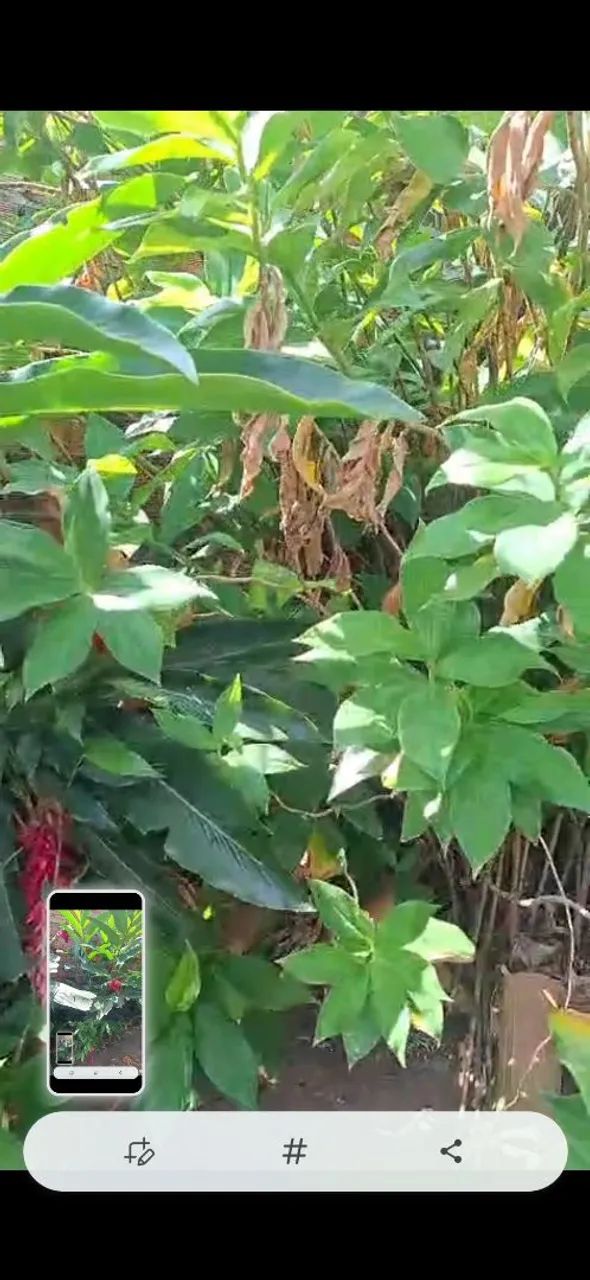 Vende-se este lindo quintal - Foto 2