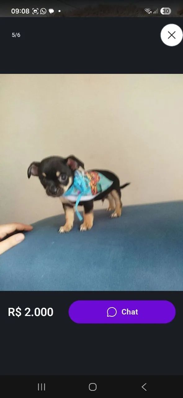 Chiuahua cabeça de maçã. - Foto 5