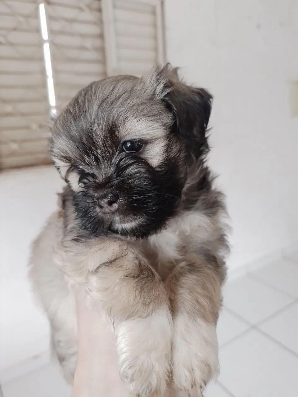 Vendo lhasa Apso  - Foto 3