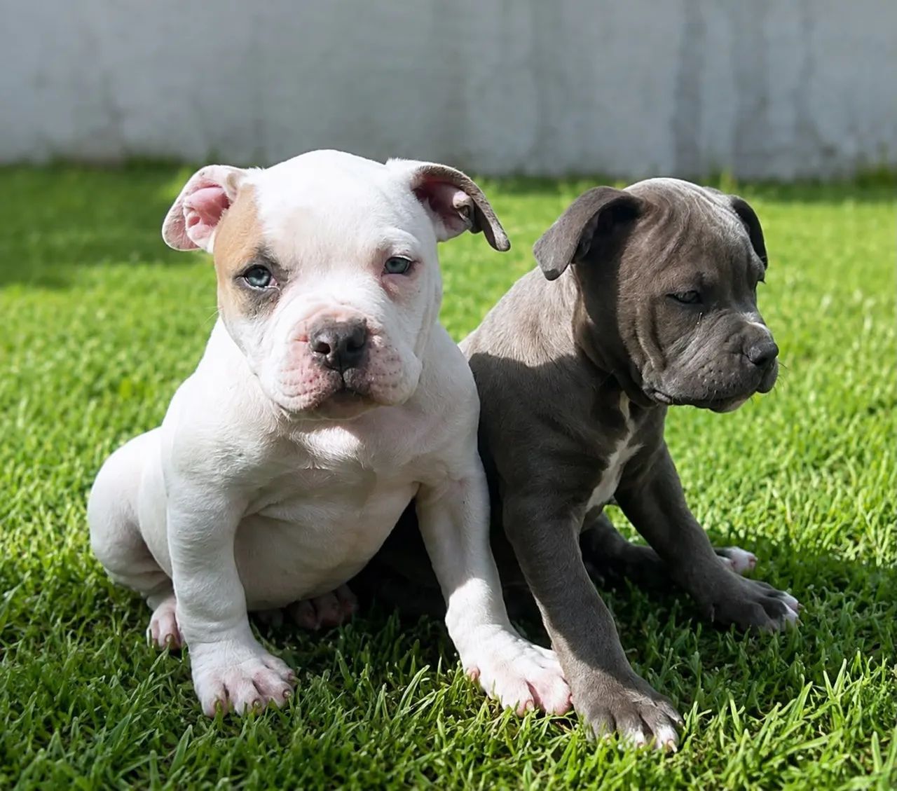 American bully - Foto 4