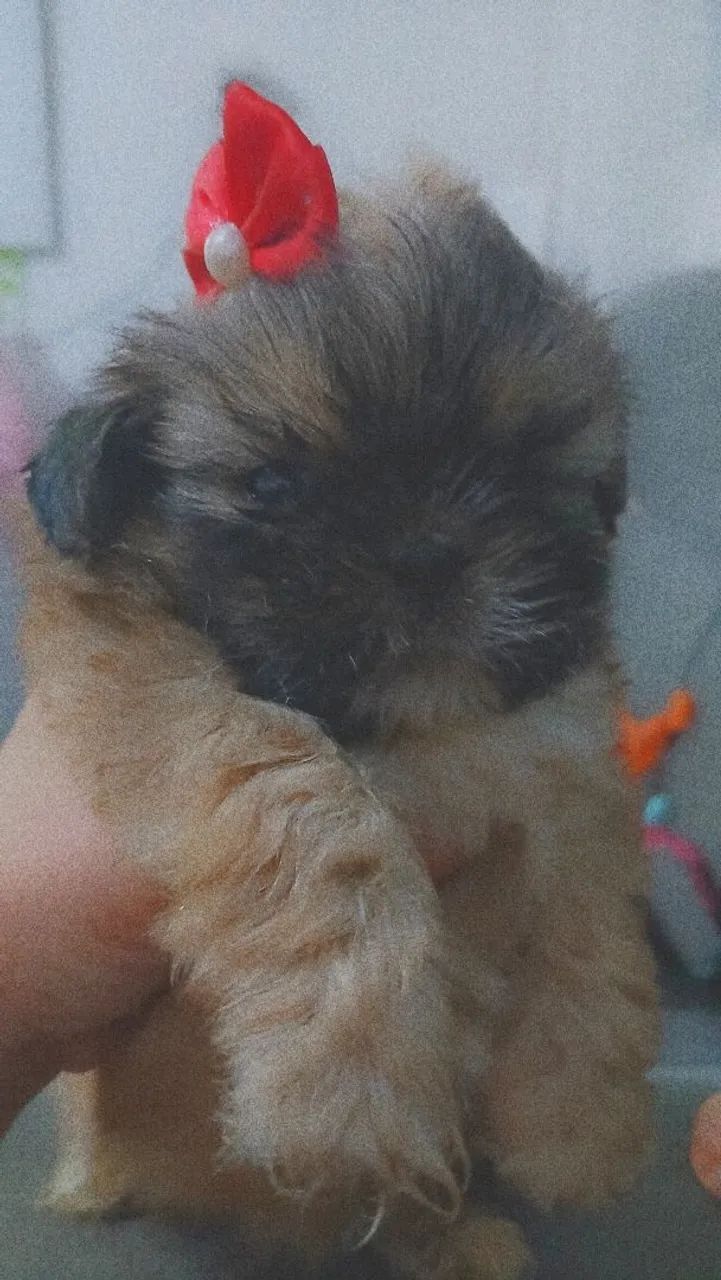 Cachorro 